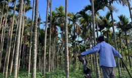 东莞槟榔最新爆料,揭秘最新爆料背后的真相与影响